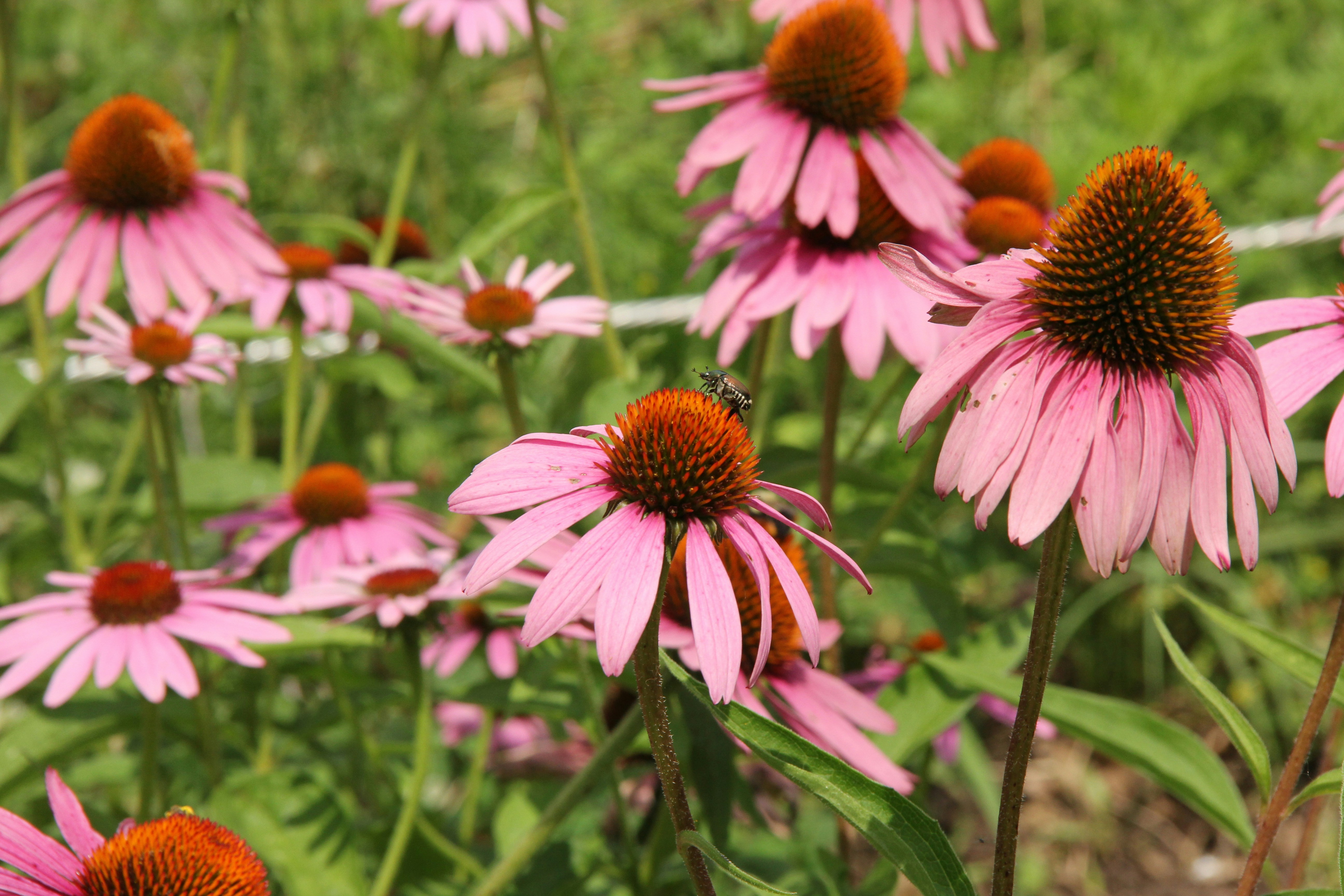 Echinacea glyceriet, alcoholvrij tinctuur