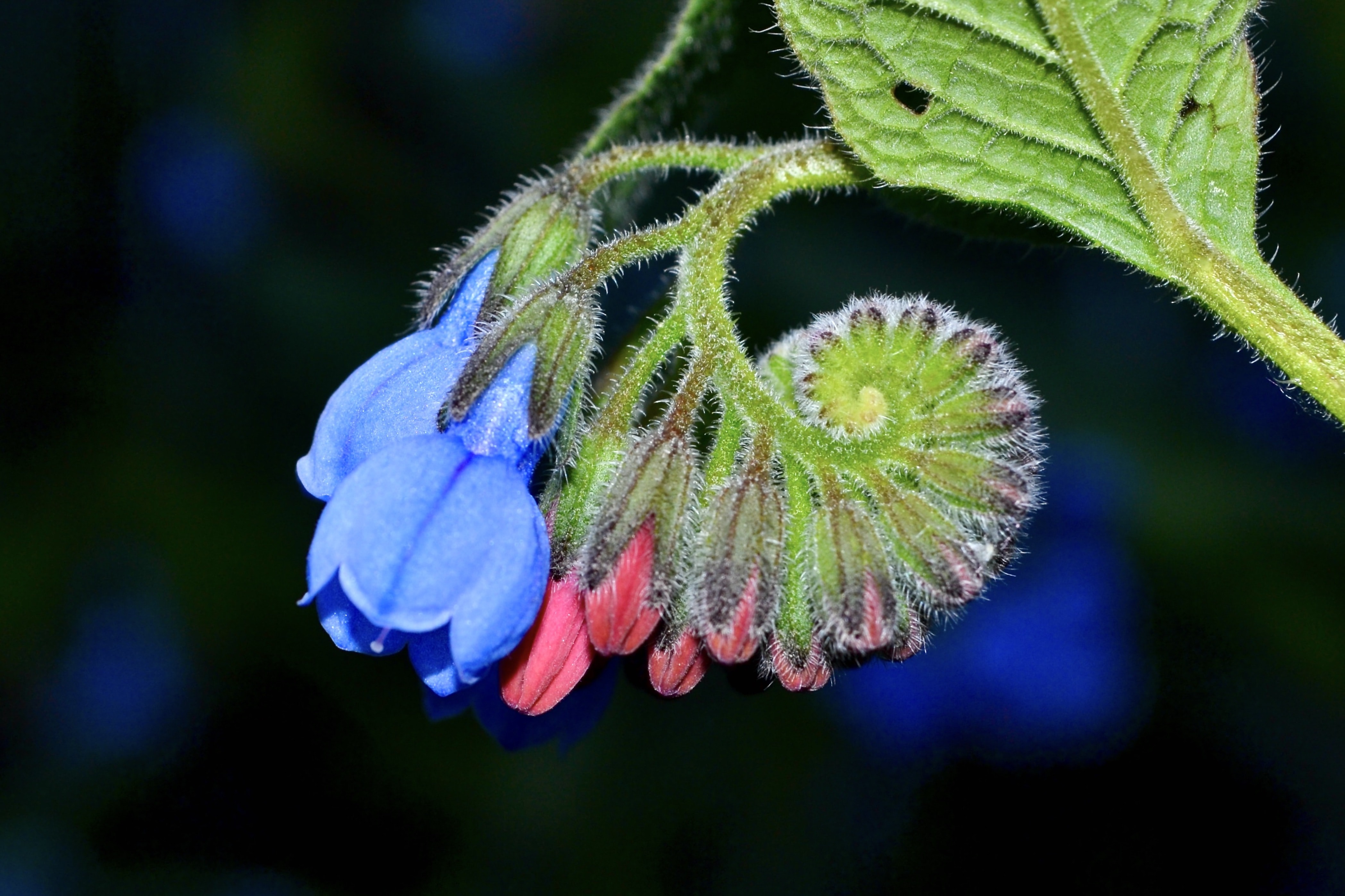 natuurlijke remedie, Smeerwortel geneeskrachtig kruid, natuurlijk middel verzwikking, verstuiking, gewrichtsklachten, spierpijn, rugpijn, comfrey