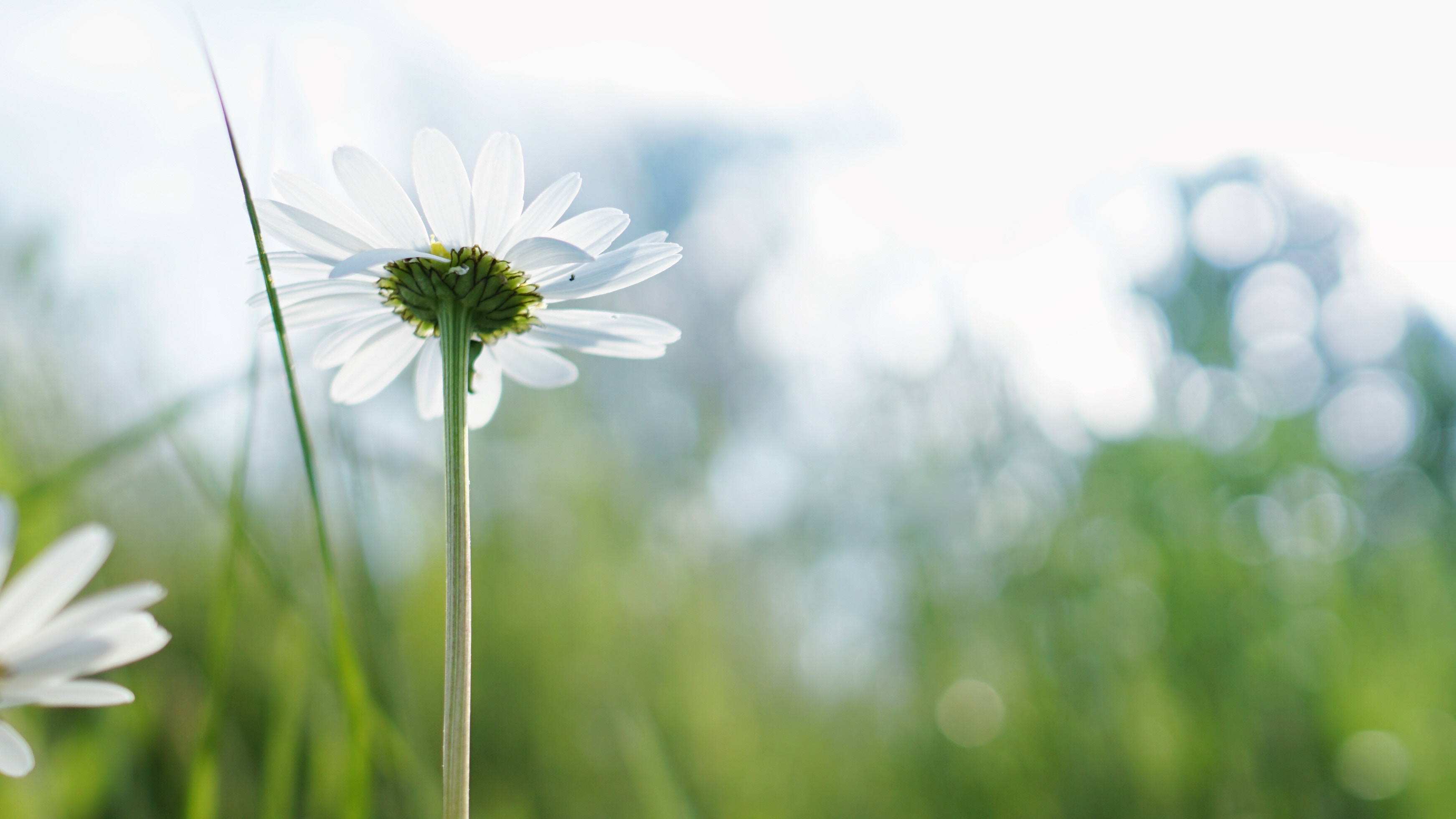 Optimisme en gezondheid, een blij hart, spreuken 17:22, spreuken 15:13, volkomen blijdschap, vreugde, optimist Bijbel