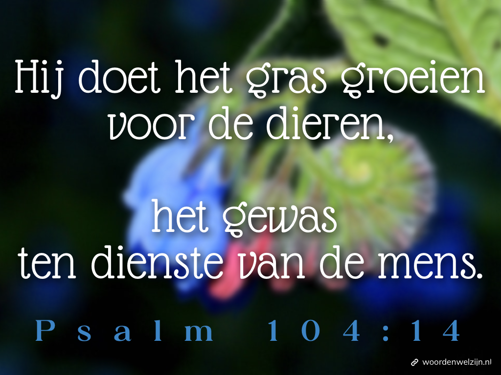Psalm 104:14, Ps104:14, Hij doet het gras groeien voor de dieren, het gewas ten dienste van de mens. Smeerwortel geneeskrachtig kruid, natuurlijk middel verzwikking, verstuiking, gewrichtsklachten, spierpijn, comfrey